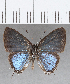  ( - CFC23086)  @11 [ ] Copyright (2020) Christer Fahraeus Center For Collection-Based Research