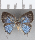  ( - CFC23137)  @11 [ ] Copyright (2019) Christer Fahraeus Center For Collection-Based Research
