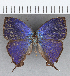  ( - CFC23623)  @11 [ ] Copyright (2020) Christer Fahraeus Center For Collection-Based Research