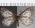  ( - CFC23657)  @11 [ ] Copyright (2019) Christer Fahraeus Center For Collection-Based Research