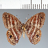  ( - CFC23838)  @11 [ ] copyright (2022) Center For Collection-Based Research Center For Collection-Based Research