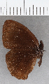  ( - CFC23842)  @11 [ ] copyright (2021) Center For Collection-Based Research Center For Collection-Based Research