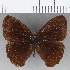  (Eretris sp. CF09 - CFC23843)  @11 [ ] copyright (2020) Christer Fahraeus Center For Collection-Based Research
