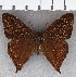  ( - CFC23860)  @11 [ ] copyright (2020) Christer Fahraeus Center For Collection-Based Research