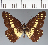  ( - CFC23942)  @11 [ ] copyright (2023) Center For Collection-Based Research Center For Collection-Based Research