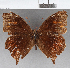  ( - CFC23955)  @11 [ ] copyright (2020) Christer Fahraeus Center For Collection-Based Research