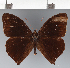  (Corades sp. CF01 - CFC23966)  @11 [ ] copyright (2023) Center For Collection-Based Research Center For Collection-Based Research