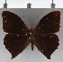  ( - CFC23968)  @11 [ ] copyright (2020) Christer Fahraeus Center For Collection-Based Research