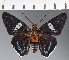  ( - CFC24052)  @11 [ ] copyright (2023) Center For Collection-Based Research Center For Collection-Based Research