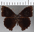  ( - CFC24168)  @11 [ ] copyright (2020) Christer Fahraeus Center For Collection-Based Research