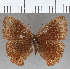  (Eretris sp. CF01 - CFC24207)  @11 [ ] copyright (2020) Christer Fahraeus Center For Collection-Based Research