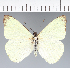  (Hesperocharis crocea - CFC24264)  @11 [ ] copyright (2023) Center For Collection-Based Research Center For Collection-Based Research