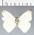 (Hesperocharis marchalii - CFC24265)  @11 [ ] copyright (2023) Center For Collection-Based Research Center For Collection-Based Research