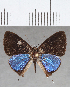  ( - CFC00243)  @11 [ ] copyright (2020) Christer Fahraeus Center For Collection-Based Research