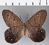  ( - CFC02459)  @11 [ ] Copyright (2018) Christer Fahraeus Center For Collection-Based Research