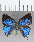  ( - CFC24743)  @11 [ ] Copyright (2020) Christer Fahraeus Center For Collection-Based Research