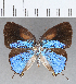  ( - CFC24853)  @11 [ ] Copyright (2020) Christer Fahraeus Center For Collection-Based Research