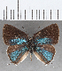  ( - CFC25313)  @11 [ ] copyright (2020) Christer Fahraeus Center For Collection-Based Research