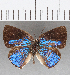  ( - CFC25535)  @11 [ ] Copyright (2019) Christer Fahraeus Center For Collection-Based Research