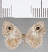  (Perophthalma sp. CF06 - CFC25601)  @11 [ ] Copyright (2019) Christer Fahraeus Center For Collection-Based Research