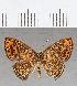  ( - CFC25603)  @11 [ ] Copyright (2019) Christer Fahraeus Center For Collection-Based Research