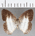  ( - CFC25734)  @11 [ ] Copyright (2019) Christer Fahraeus Center For Collection-Based Research