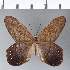  ( - CFC02581_2)  @11 [ ] Copyright (2019) Christer Fahraeus Center For Collection-Based Research