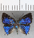  ( - CFC26116)  @11 [ ] Copyright (2020) Christer Fahraeus Center For Collection-Based Research