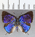  ( - CFC26446)  @11 [ ] Copyright (2020) Christer Fahraeus Center For Collection-Based Research