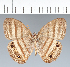  ( - CFC26536)  @11 [ ] copyright (2022) Center For Collection-Based Research Center For Collection-Based Research