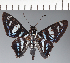  ( - CFC26975)  @11 [ ] copyright (2023) Center For Collection-Based Research Center For Collection-Based Research