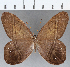  (Pierella astyoche - CFC27010)  @11 [ ] Copyright (2019) Christer Fahraeus Center For Collection-Based Research