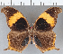  (Caerois chorinaeus - CFC02729)  @11 [ ] Copyright (2019) Christer Fahraeus Center For Collection-Based Research