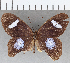  (Pierella hortona albofasciata - CFC27573)  @11 [ ] Copyright (2019) Christer Fahraeus Center For Collection-Based Research
