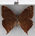  (Corades sareba - CFC27997)  @11 [ ] copyright (2020) Christer Fahraeus Center For Collection-Based Research