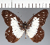  ( - CFC28042)  @11 [ ] copyright (2023) Center For Collection-Based Research Center For Collection-Based Research