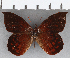  ( - CFC29075)  @11 [ ] copyright (2020) Christer Fahraeus Center For Collection-Based Research