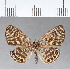  ( - CFC02925)  @11 [ ] Copyright (2018) Christer Fahraeus Center For Collection-Based Research