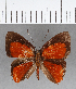  ( - CFC02946)  @11 [ ] Copyright (2019) Christer Fahraeus Center For Collection-Based Research