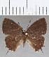  ( - CFC29625)  @11 [ ] Copyright (2020) Christer Fahraeus Center For Collection-Based Research