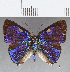 ( - CFC29665)  @11 [ ] Copyright (2020) Christer Fahraeus Center For Collection-Based Research