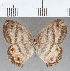  ( - CFC29855)  @11 [ ] copyright (2020) Christer Fahraeus Center For Collection-Based Research