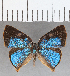  ( - CFC29925)  @11 [ ] Copyright (2020) Christer Fahraeus Center For Collection-Based Research