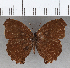  ( - CFC30309)  @11 [ ] copyright (2020) Christer Fahraeus Center For Collection-Based Research