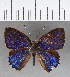  ( - CFC03049)  @11 [ ] Copyright (2019) Christer Fahraeus Center For Collection-Based Research