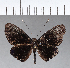  ( - CFC03055)  @11 [ ] Copyright (2018) Christer Fahraeus Center For Collection-Based Research