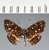  (Castilia sp. CF08 - CFC30727)  @11 [ ] copyright (2023) Center For Collection-Based Research Center For Collection-Based Research