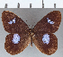  ( - CFC31159)  @11 [ ] Copyright (2019) Christer Fahraeus Center For Collection-Based Research