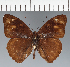  ( - CFC31558)  @11 [ ] copyright (2023) Center For Collection-Based Research Center For Collection-Based Research