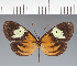  ( - CFC32113)  @11 [ ] copyright (2023) Center For Collection-Based Research Center For Collection-Based Research